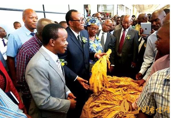 津巴布韋煙葉為什么好，黃金煙葉成為國(guó)寶