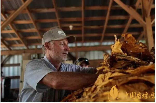 津巴布韋煙葉為什么好，黃金煙葉成為國(guó)寶