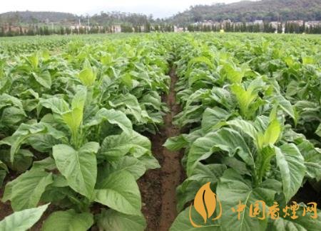 湖南瀏陽煙草局依托G80烤煙特色品種為煙農(nóng)創(chuàng)收9375萬元！