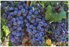 葡萄酒品鑒入門知識(shí)：酒精會(huì)影響葡萄酒的品質(zhì)嗎